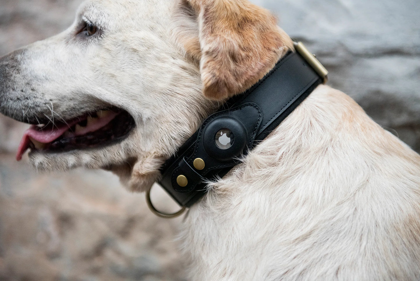 Premium Leather Dog Collar with AirTag Holder – Keep Your Dog Safe with Wander Safe