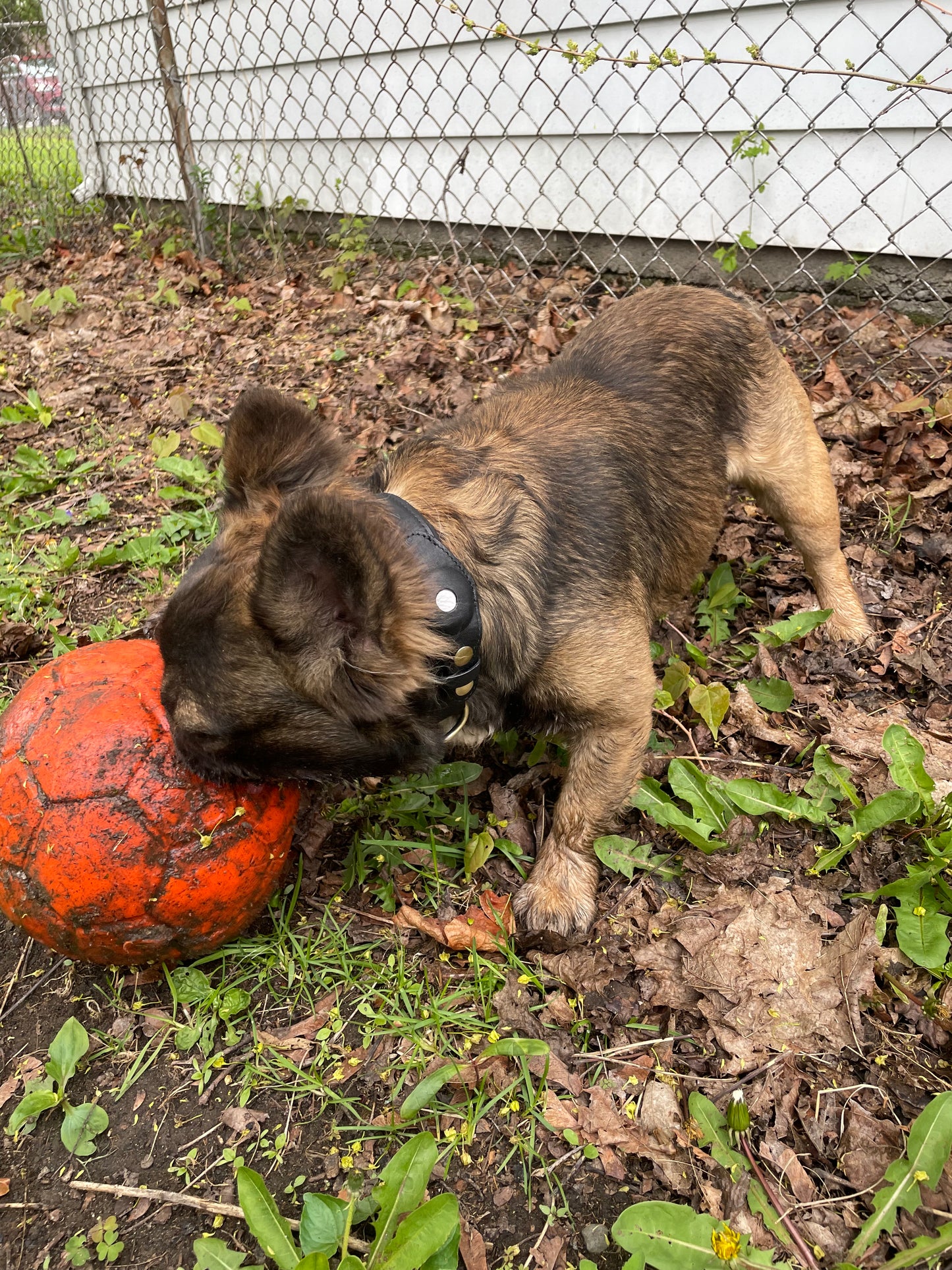 Never Lose Your Dog Again — Even If They Slip Away for Seconds